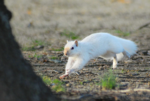 white squirrel albino albinosquirrel whitesquirrel