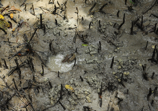Giant mudskipper (Periophthalmodon schlosseri)