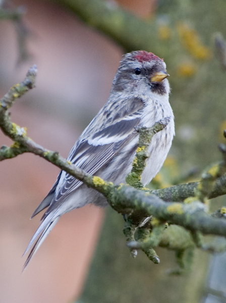 Photograph titled 'Common Redpoll'