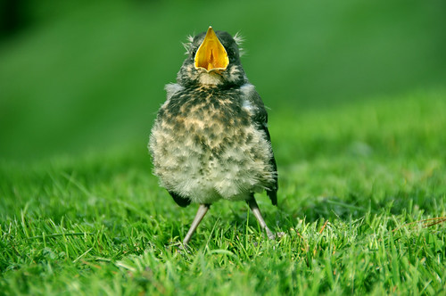 grass norway grey norge nikon norwegen chick explore trondheim babybird gress fledgling turduspilaris kylling hatchling fieldfare trost d90 trush gråtrost