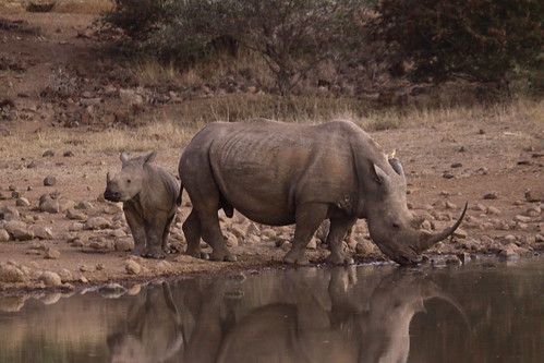 africa southafrica wildlife rhino ceratotheriumsimum witrenoster mkhuzegamereserve renoster whiterhinowhiterhino