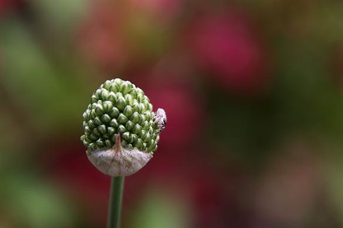 flowers red white flower macro green bug insect grey spider purple blossom spiders blossoms gray insects bugs bloom buds bud blooms allium alliums