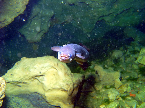 underwater diving eel freshwater vortexsprings 20090220