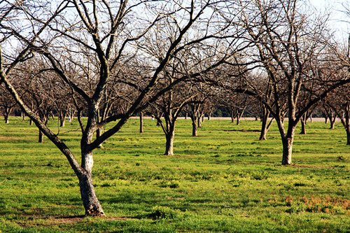 trees fruit georgia grove farm peach orchard np perry peachtrees houstoncounty perrygeorgia peachcounty wyojones