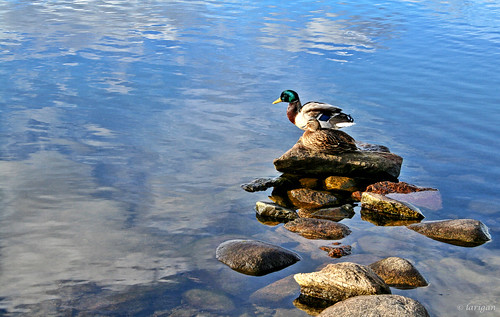 spring couple ducks mallards anasplatyrhnchos naturesfinest larigan phamilton lillevatn