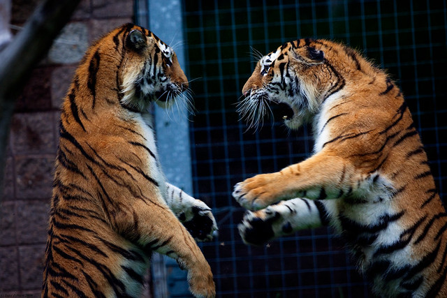 Tigers having a discussion