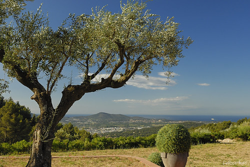 vacation france view south villa 2009 olivetree mediterranee 2470mm sollies