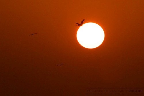 sun india bird sunrise lens el l dslr 2009 extender potofgold muttukadu photographyrocks canoneos5dmarkii