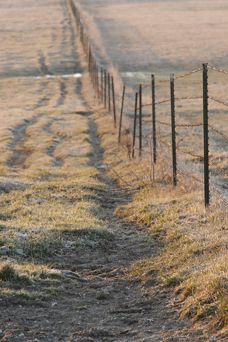 morning grass fence cows michiganstateuniversity pasture barbedwire beeffarm sunrisemsu