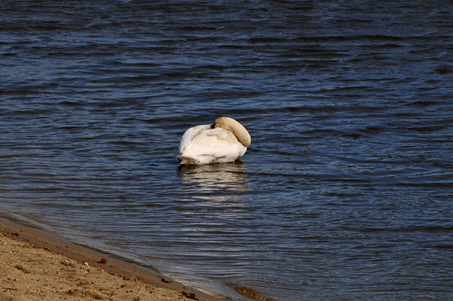 nature swan nikon wildlife vr 70300 d300