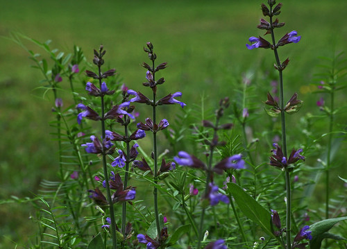 flowers flower green nature grass al purple blossom alabama moms bloom tanner dads bkhagar