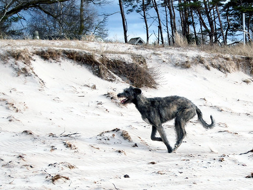 dog beach march movement sand action run gotland sighthound wicca 2009 irishwolfhound tofta