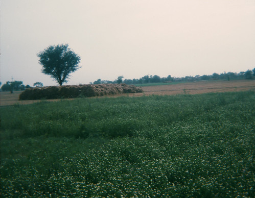 india farm punjab