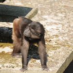 Macaque de Tonkean