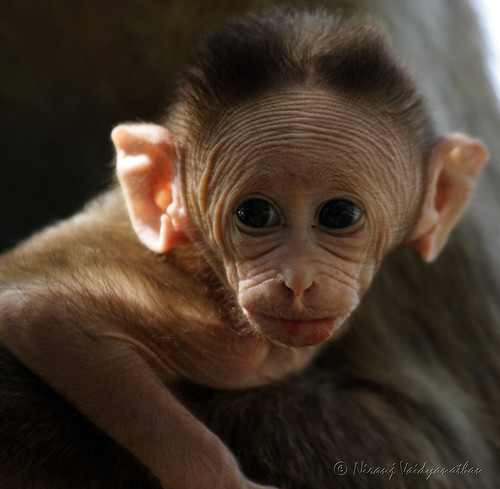 baby playing monkey peekaboo bangalore canoneos350d macaque nandihills babymonkey bonnetmacaque macacaradiata bangaloreoutskirts canonef100400mmf4556lusmis niranjvaidyanathan