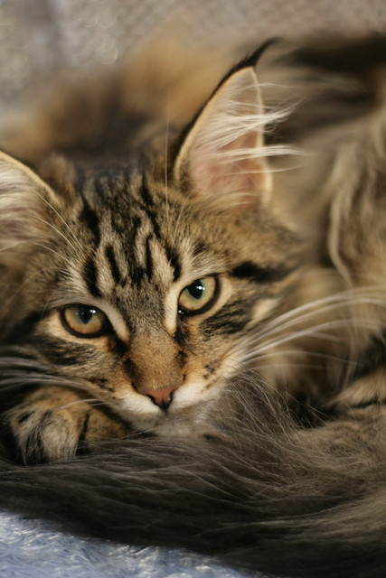 Brown Tabby Maine Coon | Flickr - Photo Sharing!