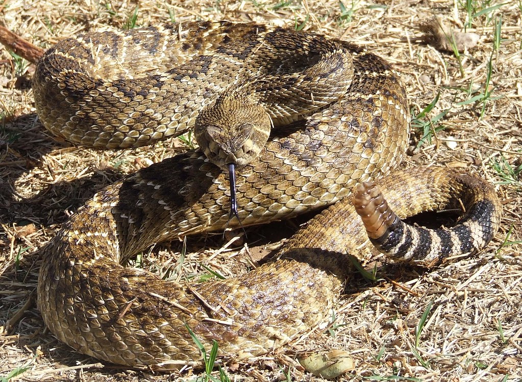 Western Diamondback Rattlesnake - a photo on Flickriver