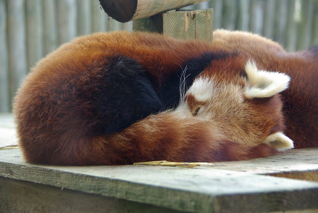 Red Panda Asleep