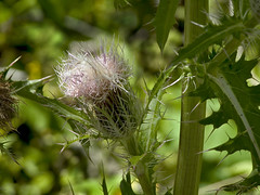 Thistle Bloom