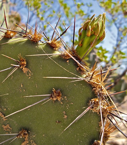 cactus usa macro closeup america texas roadtrip texan applecrypt