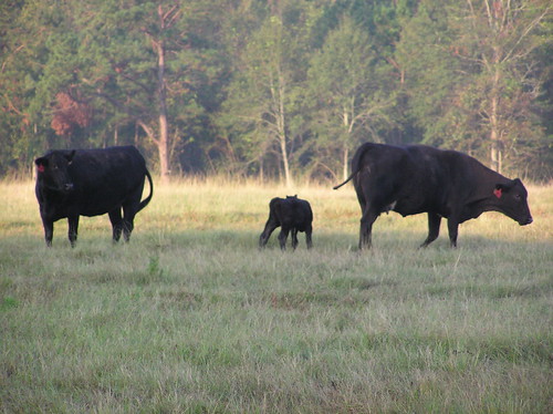 mississippi cow cattle cows ms prentiss