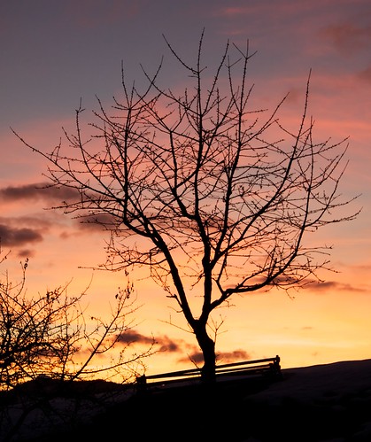 sunset tree canon austria sundown alpbach 1785is 40d