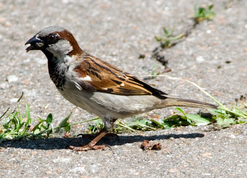 Photograph titled 'House Sparrow'