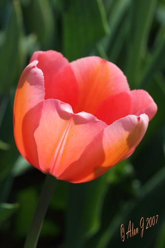 ny newyork flower canon tulip 7d albany washingtonpark supershot natureselegantshots coth5 100mmmacrof28lisusm