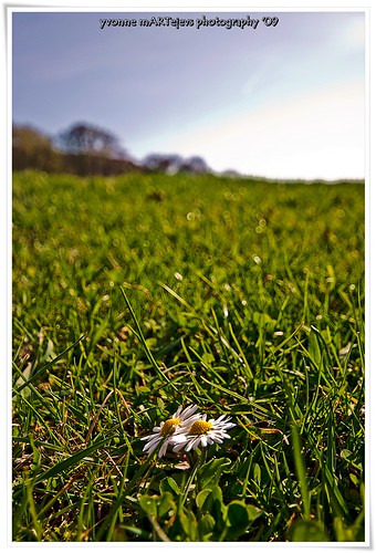 nature daisy summerfeeling canoneosrebelxsi unusualviewsperspectives yvonnemartejevs sigmaex1020mm456dchsm