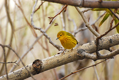 Yellow Warbler - Project 365 Day 152