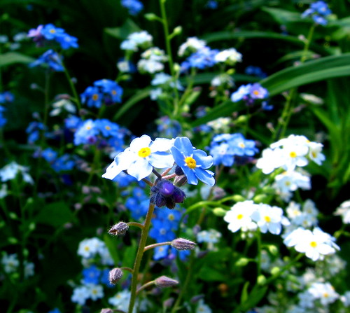 flowers blue maine forgetmenot lilacfestival southparis vogonpoetry mclaughlingarden