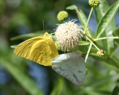 butterfly insects lepidoptera phoebisagarithe largeorangesulphur