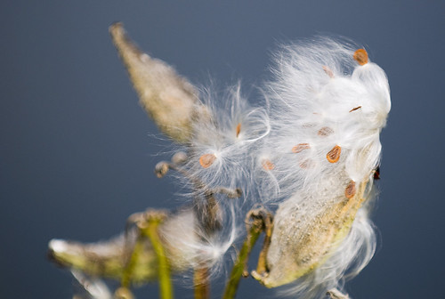 seeds milkweed breezy pods blowininthewind podpeople nikkor70200f28 drypods nikond300
