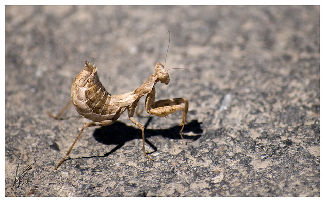 Pregnant Mantis | Flickr - Photo Sharing!