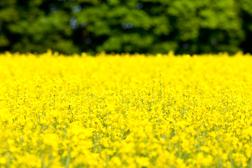 field yellow skåne sweden raps skåne f40 rapeseed 2011 träne ef200mmf28lusm canoneos5dmarkii ¹⁄₄₀₀sek