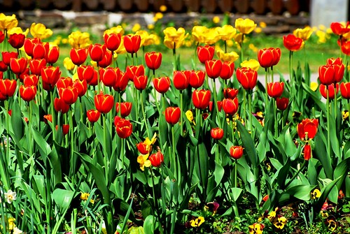 park nature spring tulips blossom natur natura tulip april blüte 2009 niederösterreich wachau stadtpark frühling tulpen tulpe krems blüten kremsanderdonau nö wachauvalley flickrunitedaward