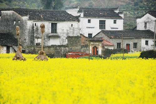 china house plant flower field yellow countryside village farm mel melinda canola rapeseed wuyuan jiangxi 江西 婺源 慶源村 chanmelmel melindachan