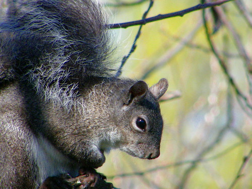 wild tree nature animal rodent squirrel bokeh wildlife photocontesttnc09 dailynaturetnc09