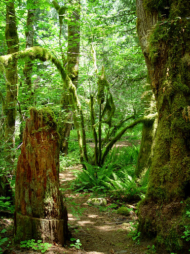 green moss woods path lush encore sonydscf707 potofgold thousandtrails mthoodvillage