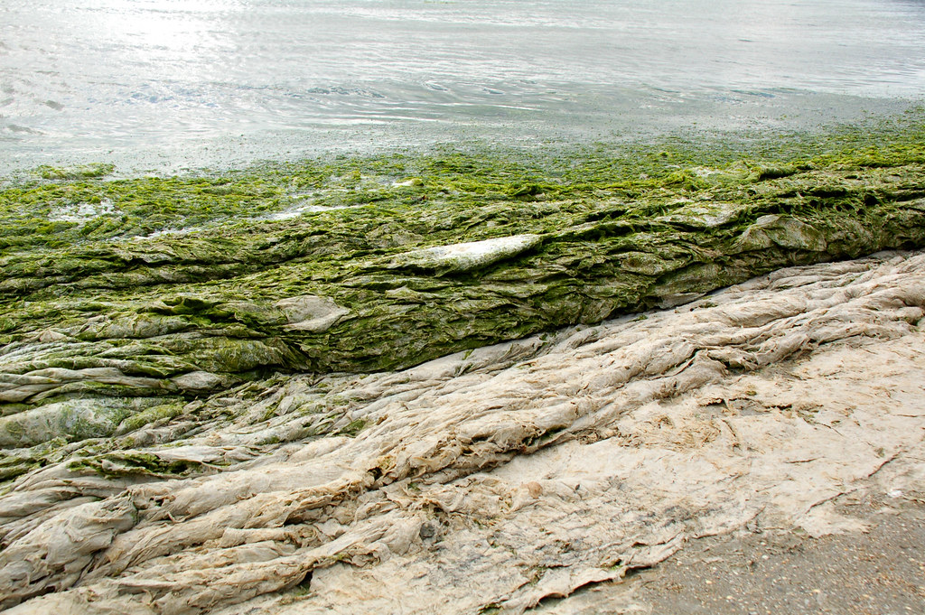 algues vertes à ST GUIMONT