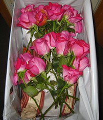 Roses in the Trash 