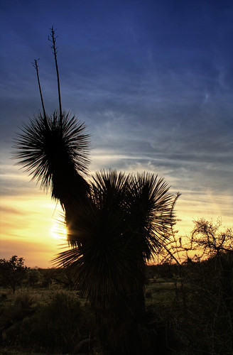 sunset arizona silhouette canon rebel desert sonoran hdr yucca soaptree 24hoursintheoldpueblo