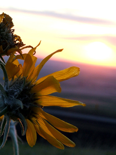 light sunset flower oregon dusk sunflower fading eastern easternoregon fadinglight