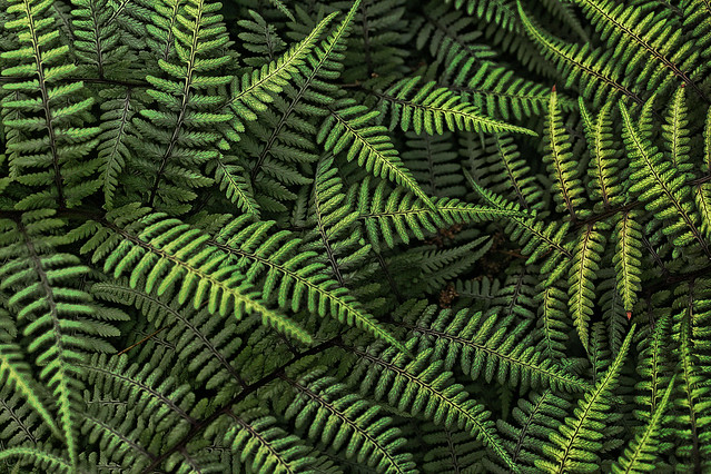 fern texture photography