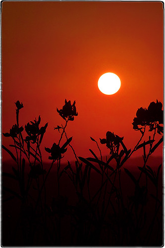 sunset summer sky art geotagged artwork colours dusk experiment silouette minimal hills conceptual broom melkor spartiumjunceum flowerbroomsflowerssilouettes lastsummersspotproject