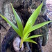 coconut growing on the beach near the princeville hotel   DSC01818