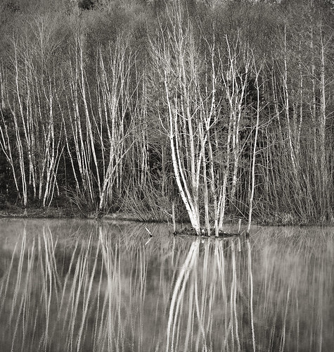 trees blackandwhite reflection nikon maine moe birch d300 abigfave moe76