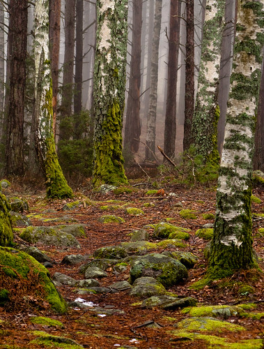 wood light mist green misty fog forest canon moss woods raw sweden walk snapshot elf fairy troll dreamy fairies dreamlike faerie enchanted faeries elves goblins g9