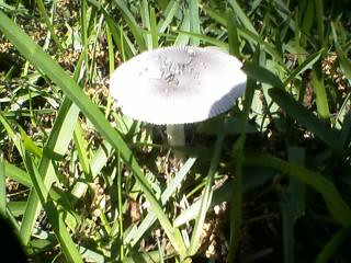 mushroom grass yard toadstool shroom