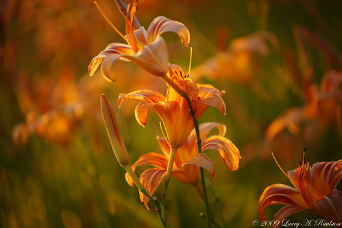 flowers orange backlight daylily